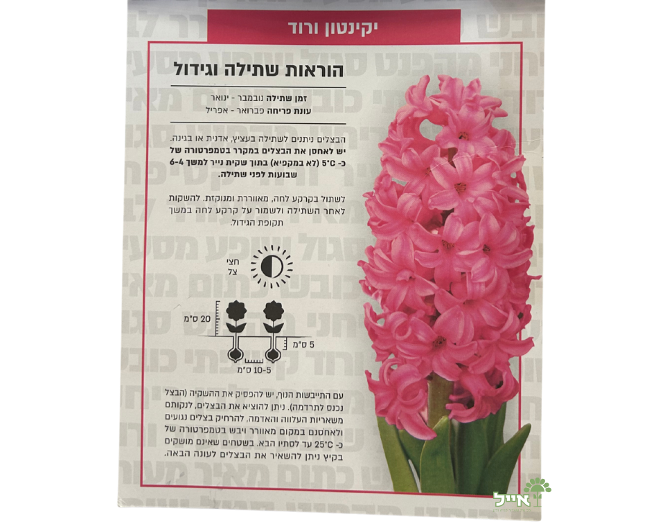 יקינטון ורוד | 3 יחידות