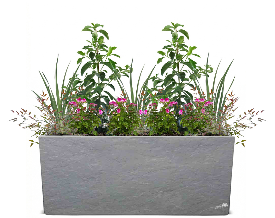 אדנית מוכנה עם צמחיה | 2 מורן מבריק, 3 דיאטס, 8 גרניום ו-6 ננדינה תרבותית | 5 צבעים לבחירה | 99.5X39.5X60