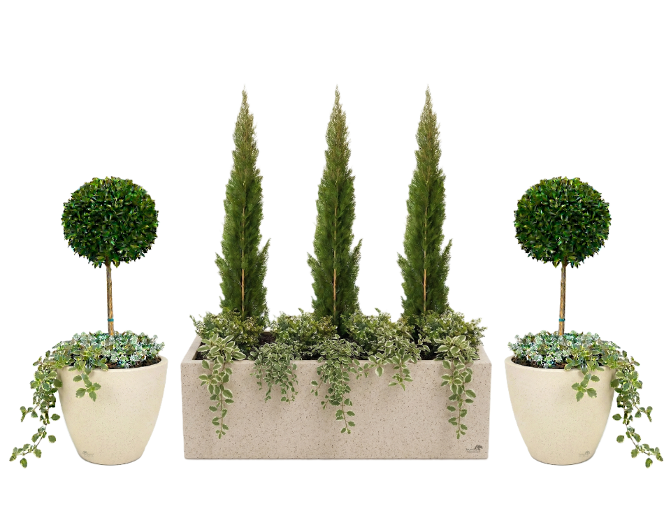 סט אדנית + כדים מוכנים עם צמחיה | ברוש טוטם, סיזיגיום, קופאה, סלסלי כסף ופלנקטרנטוס מדגסקרי | 7 צבעים לבחירה