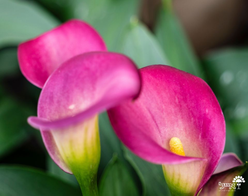 קאלה | עציץ בנפח 4 ליטר