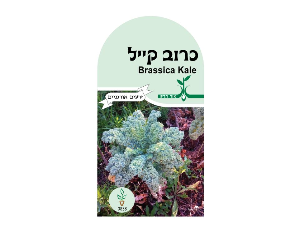 כרוב קייל | כ-80 זרעים