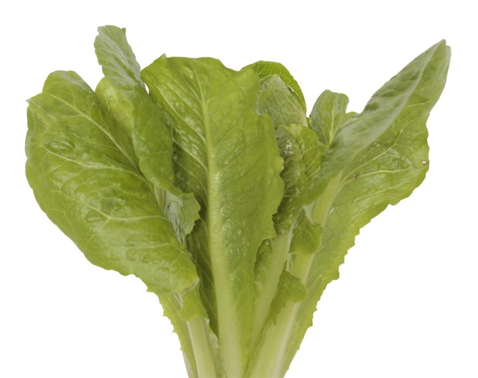 חסה רומית (ערבית) | עציץ בקוטר 12 ס״מ