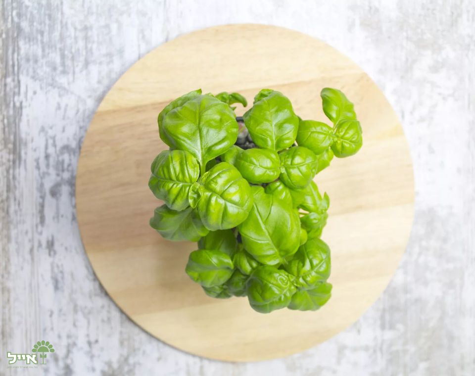 בזיליקום ירוק | 100 זרעים