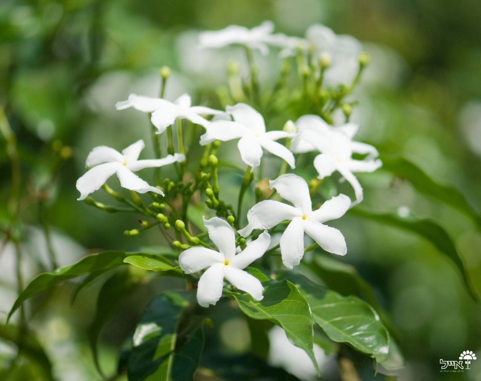 יסמין רפואי | עציץ בנפח 10 ליטר