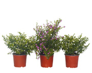 קיט 3 קופאה | עציץ בקוטר 12 ס"מ