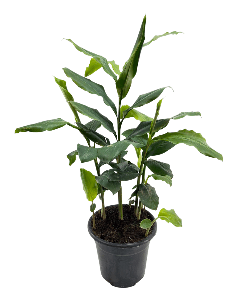 הל קרדמון | עציץ בנפח 10 ליטר