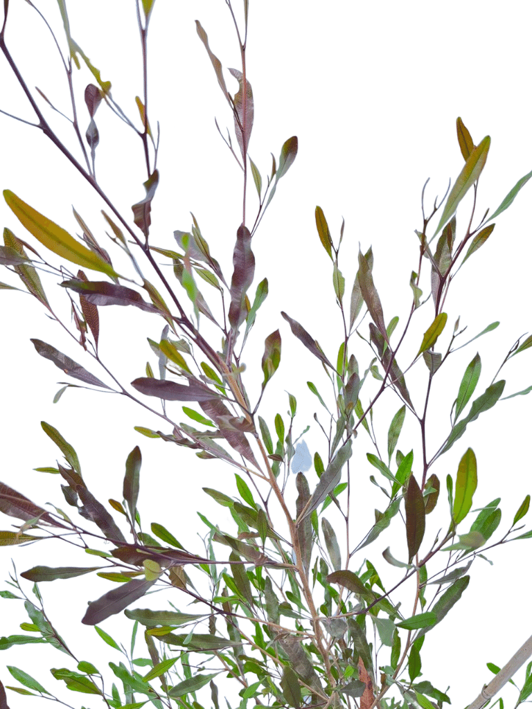 דודונאה דנה | עציץ בנפח 25 ליטר