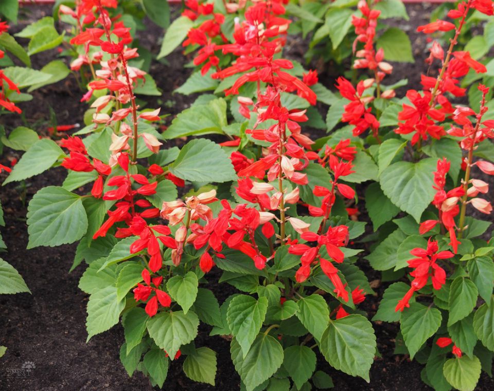 מרווה קוקסיניאה | עציץ בנפח 10 ליטר