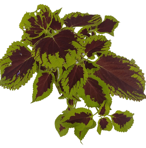 קולאוס (נדנונית) | בעציץ 12 ס"מ