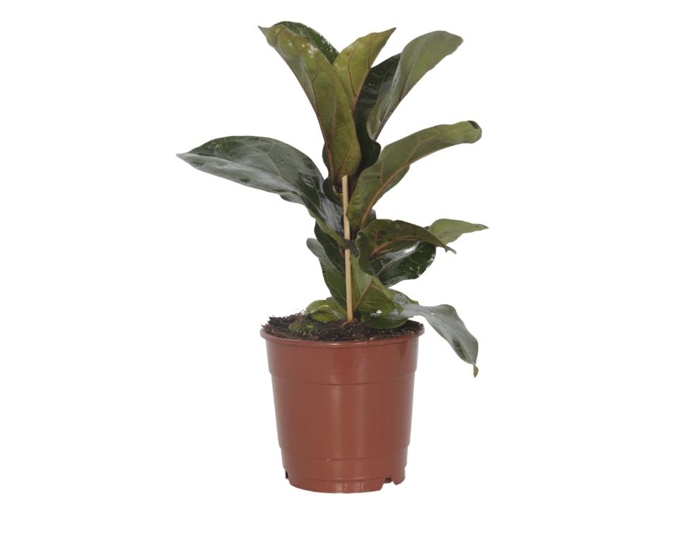 פיקוס כינורי | עציץ קוטר 12 ס"מ