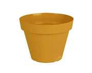 עציץ אביב | חרדל | קוטר 20 ס"מ