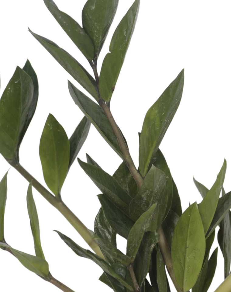 זמיה קוקוס | עציץ בקוטר 12 ס"מ