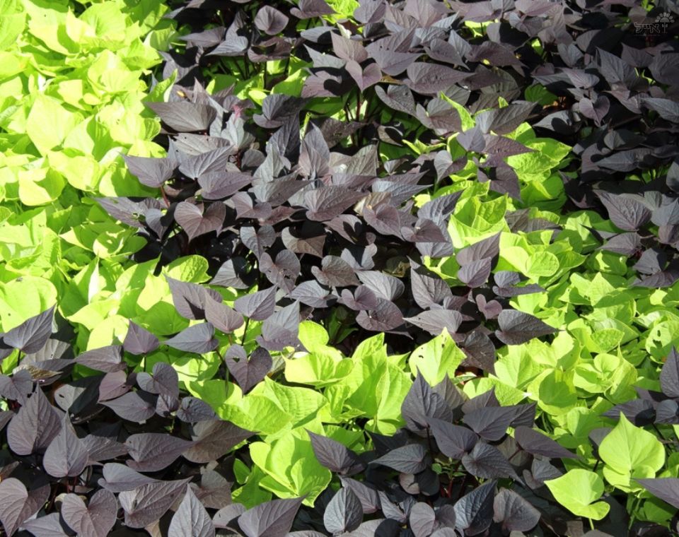 לפופית הבטטה (איפומאה) | עציץ בקוטר 12 ס"מ