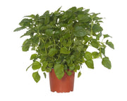 מליסה | בעציץ קוטר 12 ס״מ