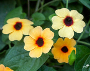 סוזי שחורת עין | עציץ בנפח 10 ליטר