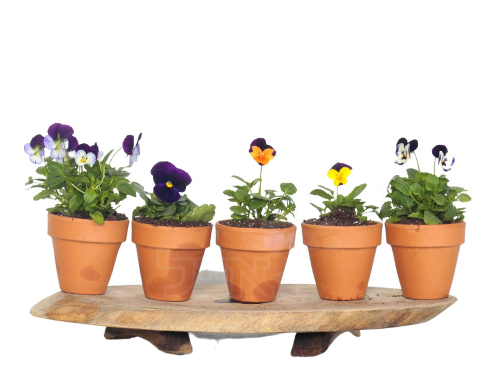 מארז מתנה | 5 שתילי פרחים | בכלי חרס טרקטורה