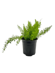 אספרג מאירי | עציץ בנפח 4 ליטר