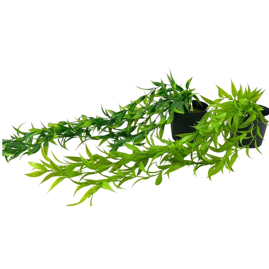 עציץ נשפכים פסטורלי