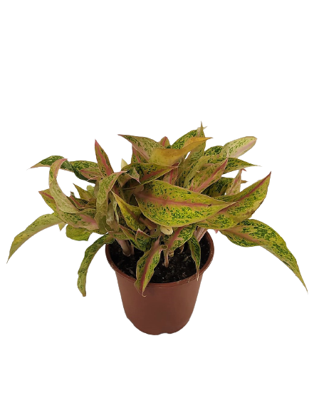 אגלנומה אדומה | בעציץ נפח 4 ליטר