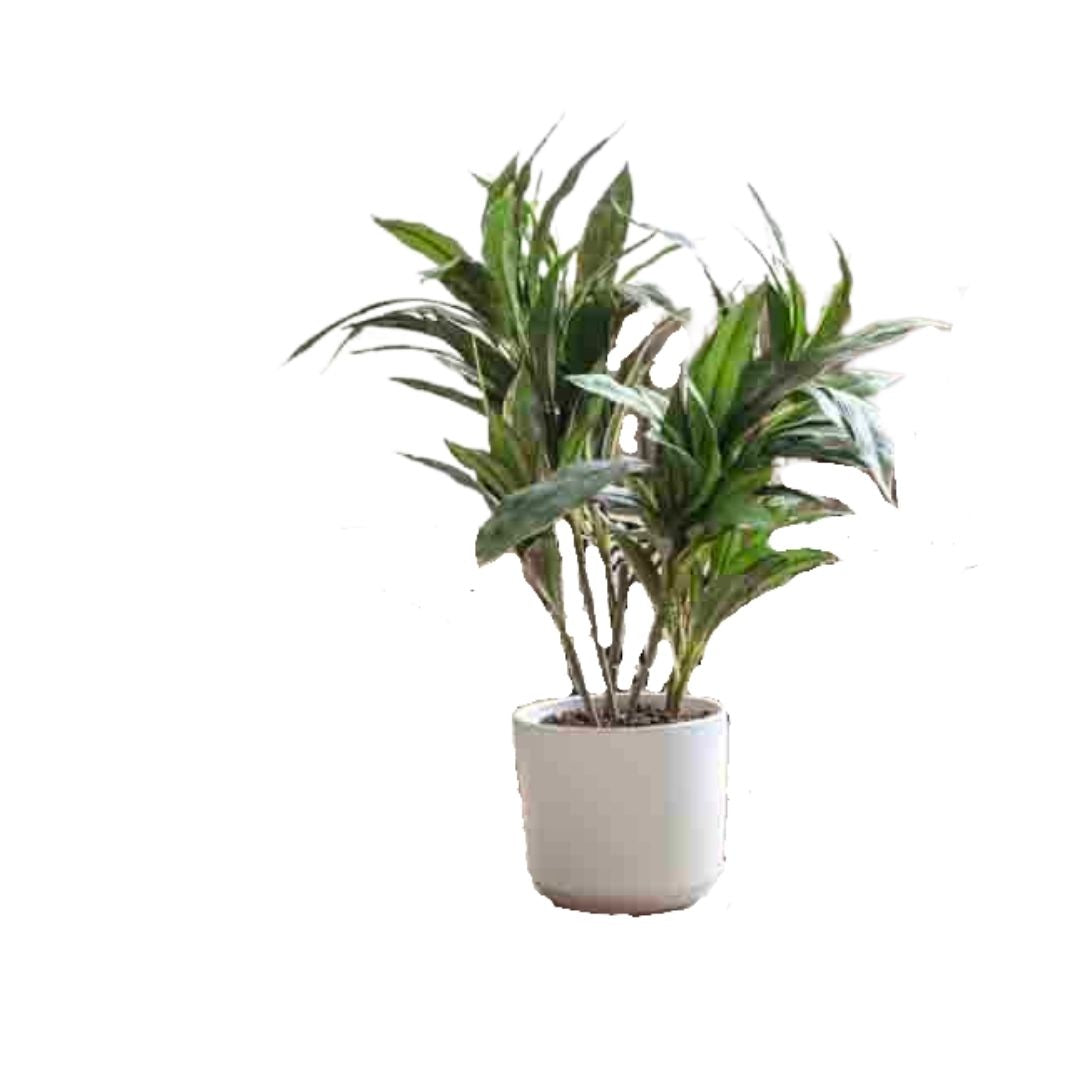 דרצנה מגוונת ננסית כולל כד