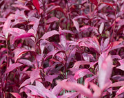 ביצן רובי | בעציץ קוטר 12 ס"מ