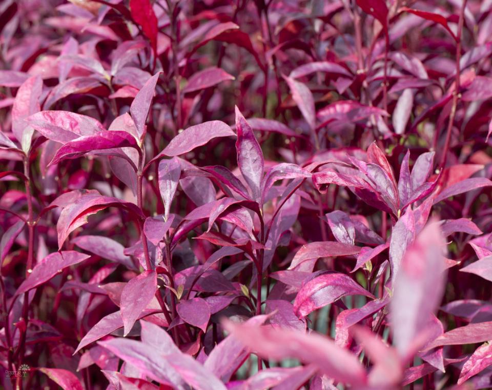 ביצן רובי | בעציץ קוטר 12 ס"מ