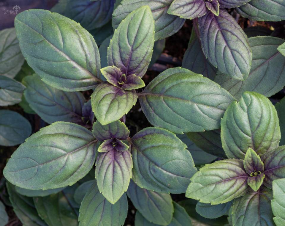 בזיליקום מג'יק | עציץ קוטר 12 ס״מ