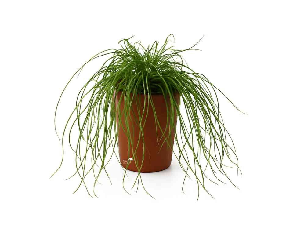 עירית | עציץ בקוטר 12 ס״מ