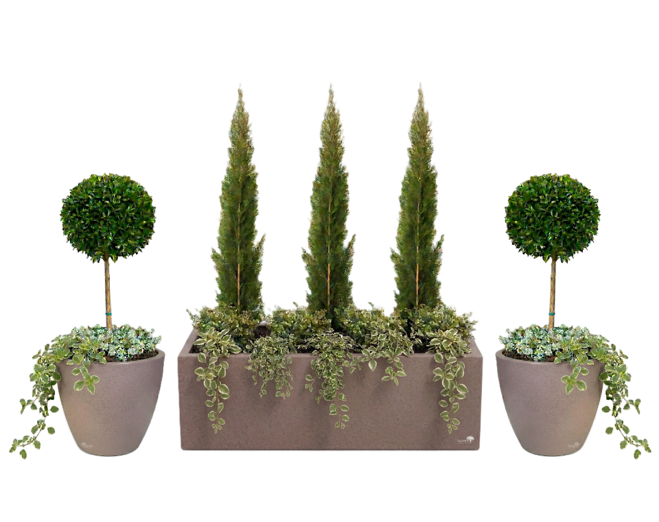 סט אדנית + כדים מוכנים עם צמחיה | ברוש טוטם, סיזיגיום, קופאה, סלסלי כסף ופלנקטרנטוס מדגסקרי | 7 צבעים לבחירה