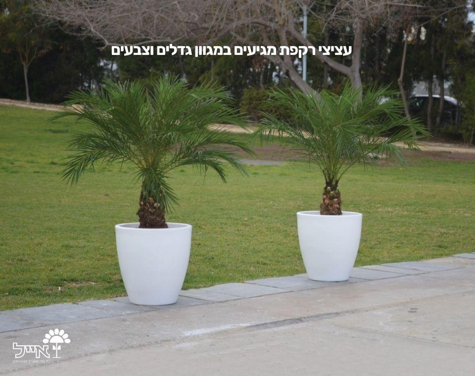 עציץ רקפת | 40X40 | גרניט - משתלת אייל