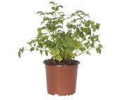 פטרוזיליה | בעציץ בקוטר 12 ס״מ