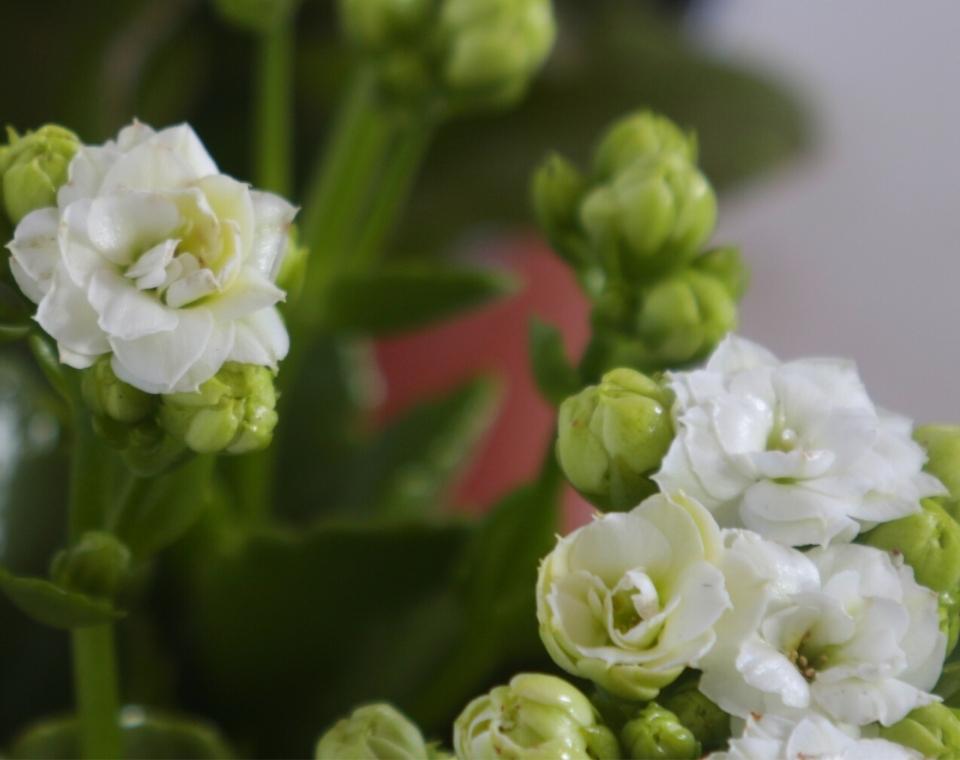 קיט 3 ניצניות | עציץ בקוטר 12 ס"מ