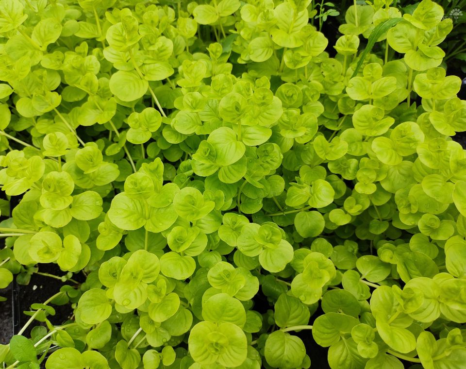 ליסימכיה | עציץ בקוטר 12 ס"מ