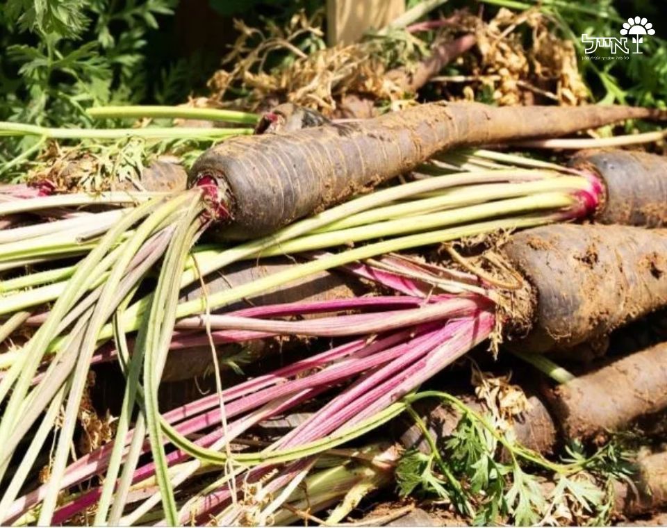 גזר סגול | 100 זרעים