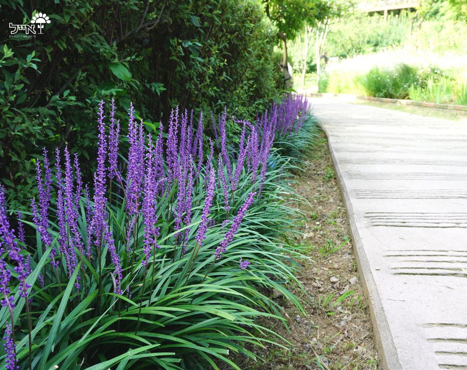 לריופה כדנית | עציץ בנפח 10 ליטר