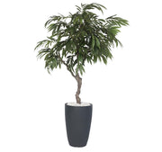 עץ מנגו מלאכותי בכד פמילי בינוני | 195 ס"מ