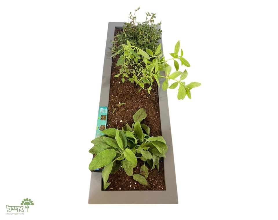 אדנית קטנה דמוי אבן | 3 צמחים לבחירה | 59X19.5X22.8 | אפור בהיר