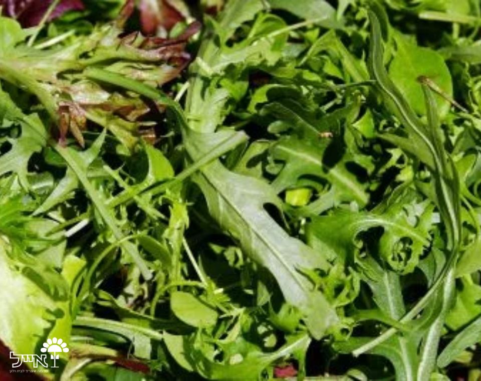 עלי בייבי רוקולה | 100 זרעים