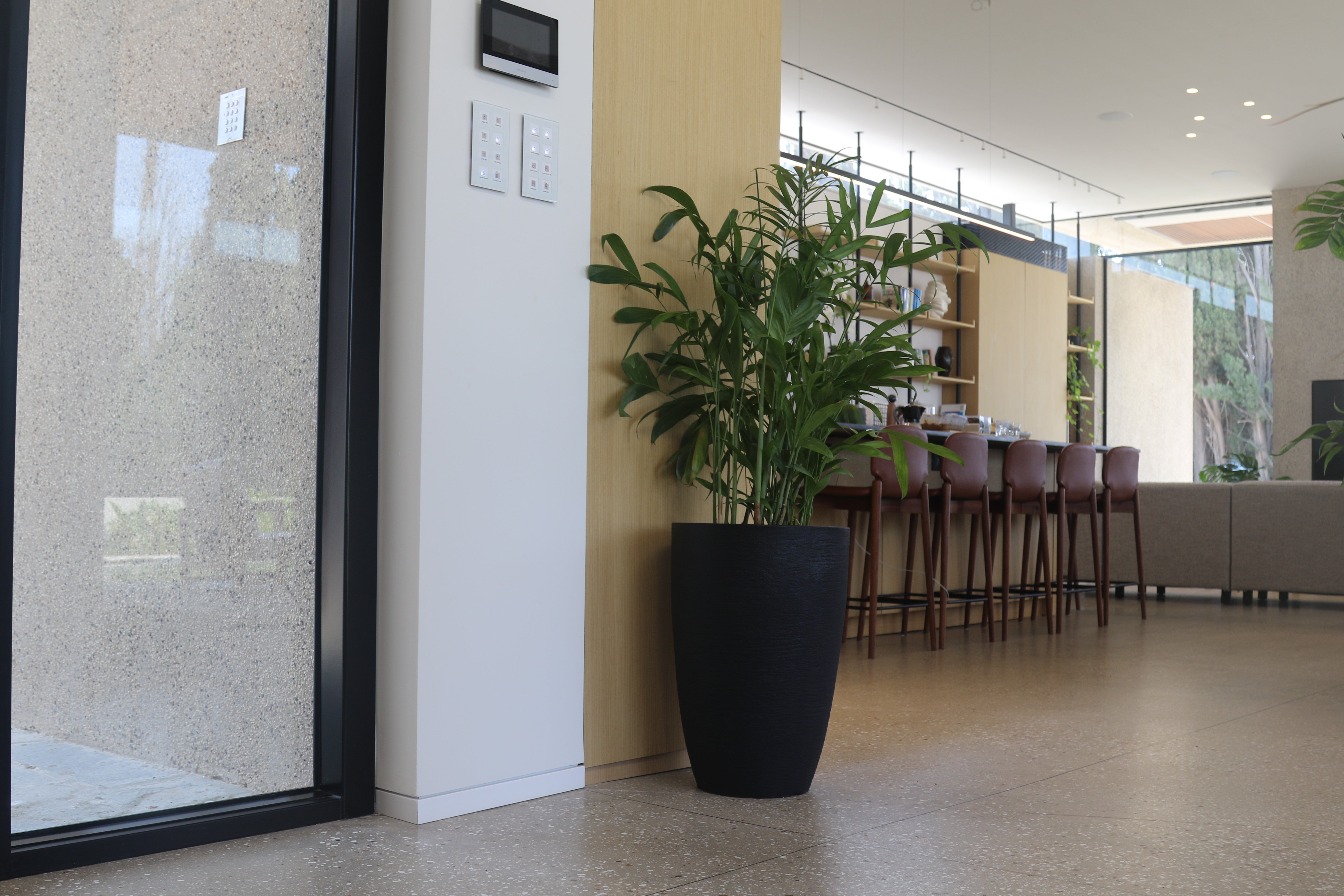 כד פימלי | 55 ס״מ | צמח דקל חמדוריאה שפריצי