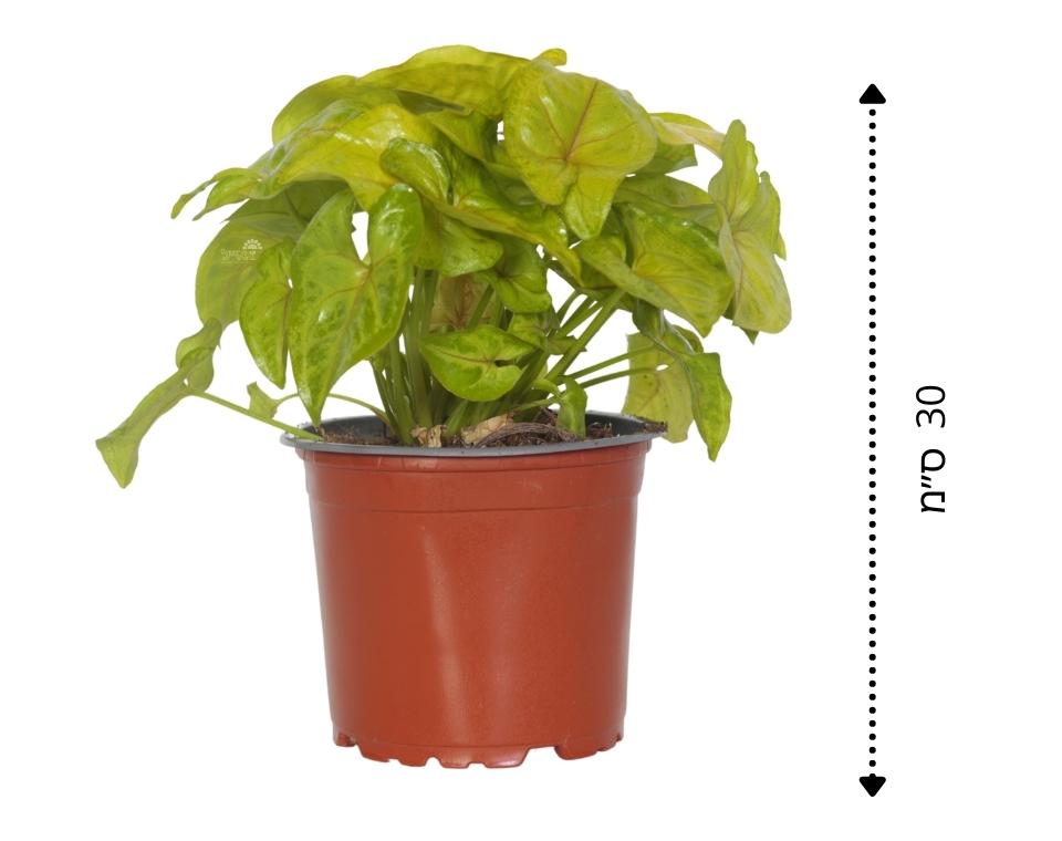 סינגוניום גולדן (זהוב) | עציץ קוטר 12 ס"מ