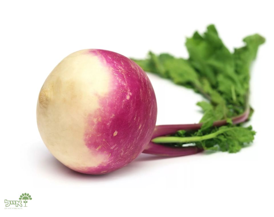 לפת | 20 זרעים