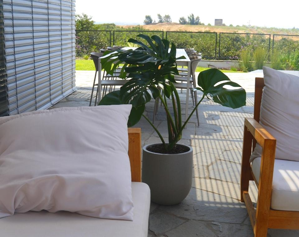 כד מעוצב עגול | 37 ס״מ | צמח מונסטרה