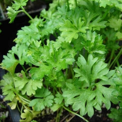 פטרוזיליה | בעציץ בקוטר 12 ס״מ