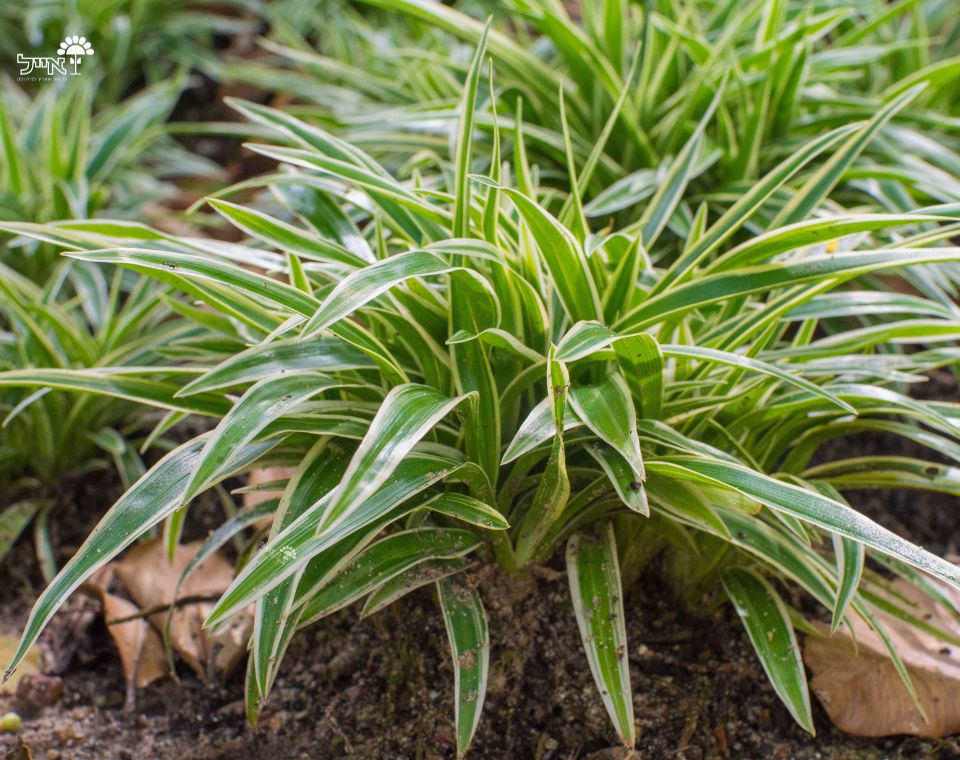 דיאנלה | עציץ בנפח 10 ליטר