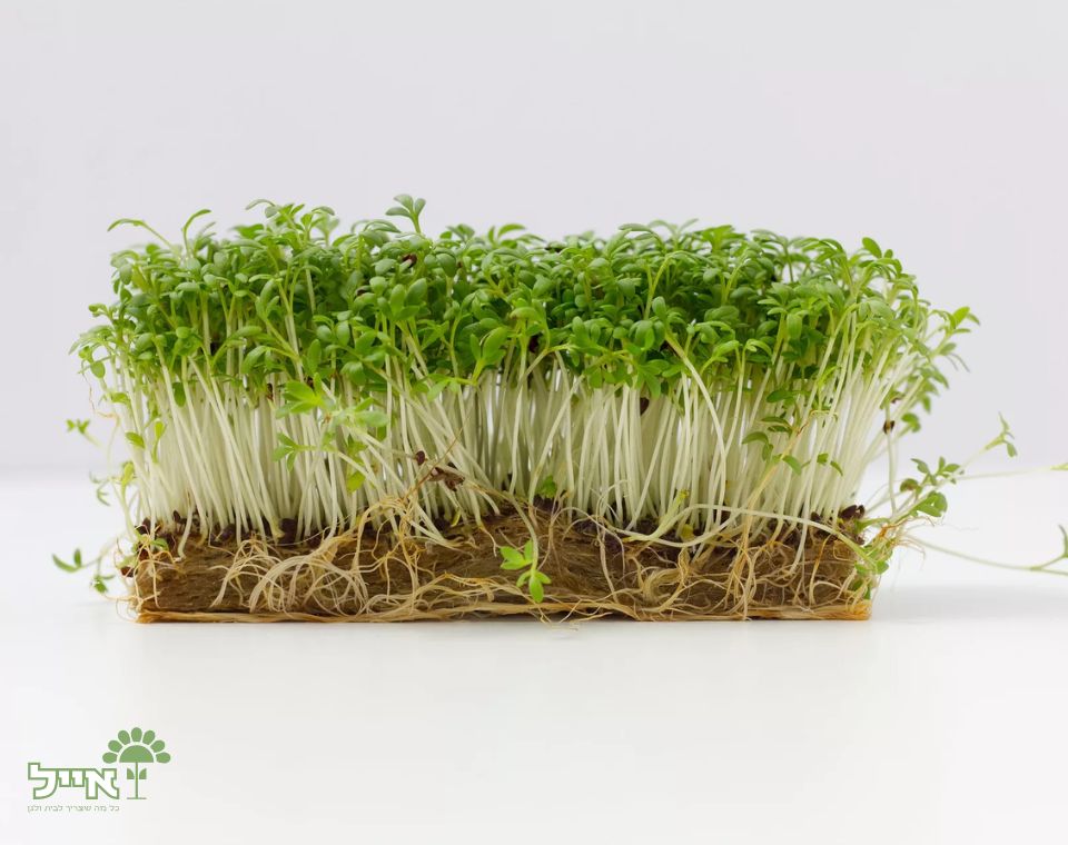 רשד | 100 זרעים