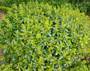 פיטוספורום ננסי | עציץ בנפח 4 ליטר