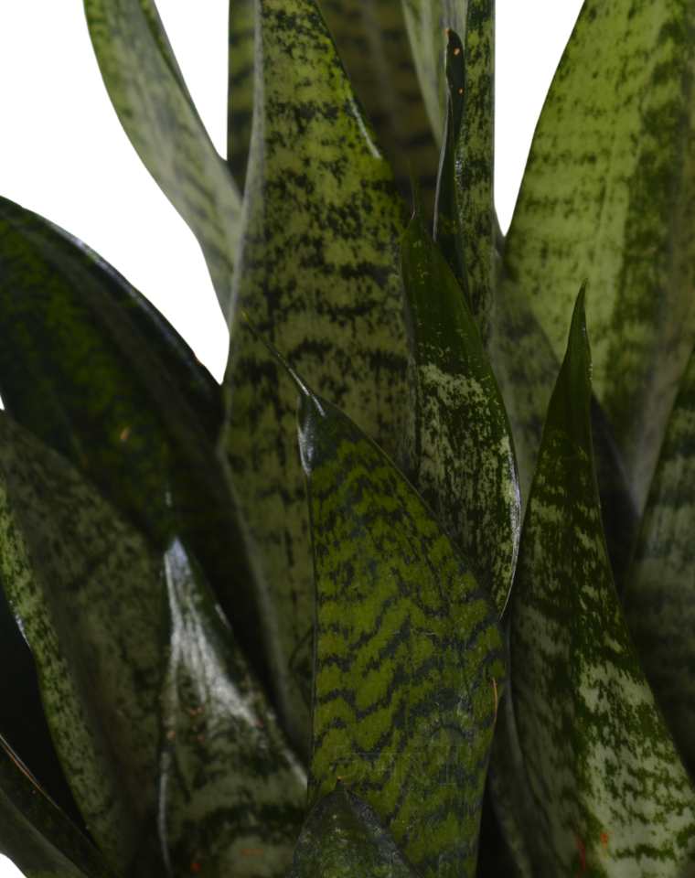 סנסיווריה ירוקה | בעציץ קוטר 12 ס"מ