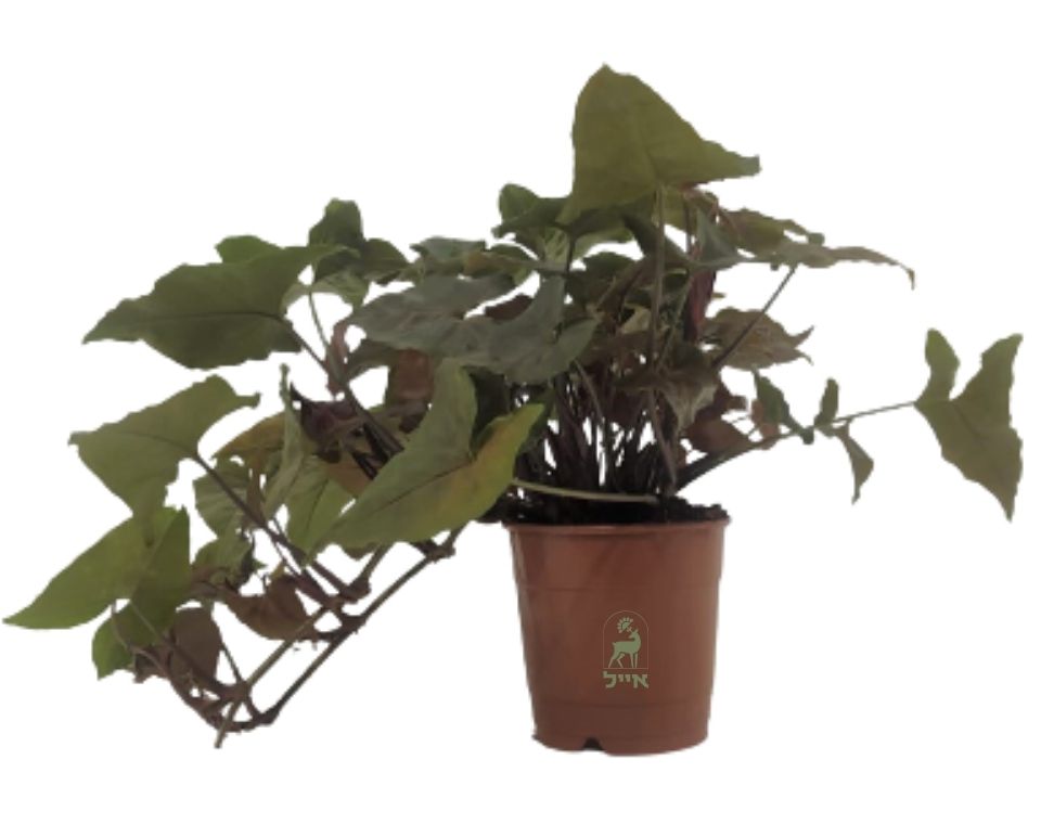 סינגויניום פיקסי |  עציץ בקוטר 12 ס"מ