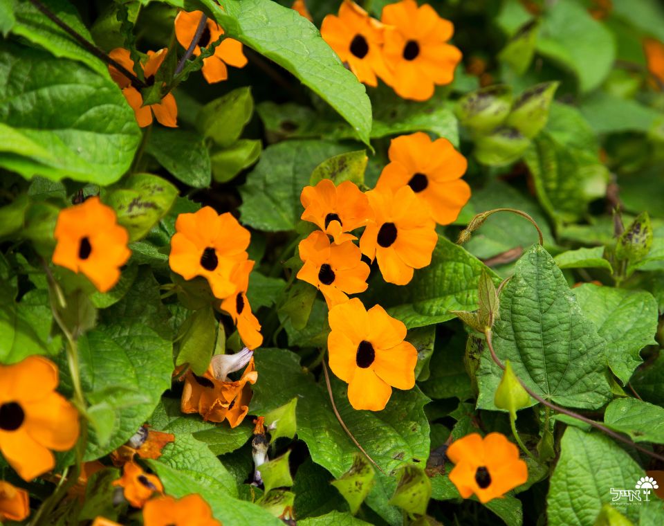 סוזי שחורת עין | עציץ בנפח 10 ליטר