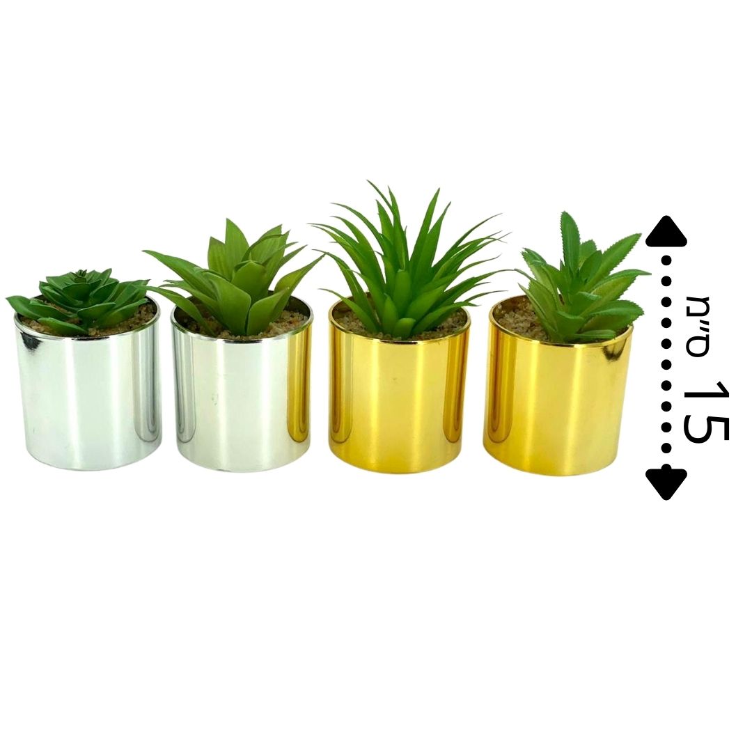 סוקולנט - זהב וכסף